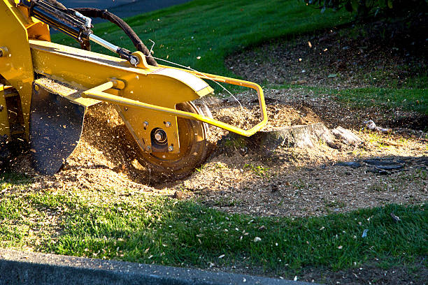 Emergency Storm Tree Removal in Coldwater, MI